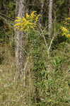 Goldenrod